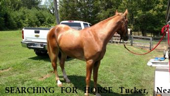 SEARCHING FOR HORSE Tucker,  Near unknown, TN,  99999